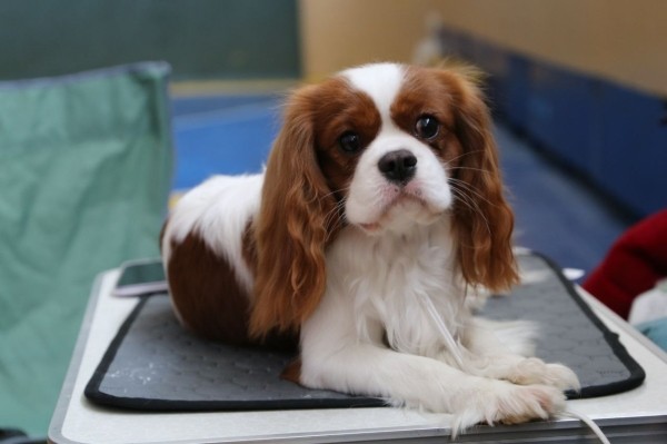 Ветеринары показали, как собаки могут выглядеть через 10 000 лет Ветеринары показали, как собаки могут выглядеть через 10 000 лет