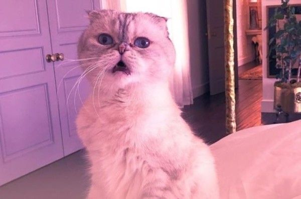 Какие животные самые богатые в мире? Какие животные самые богатые в мире?