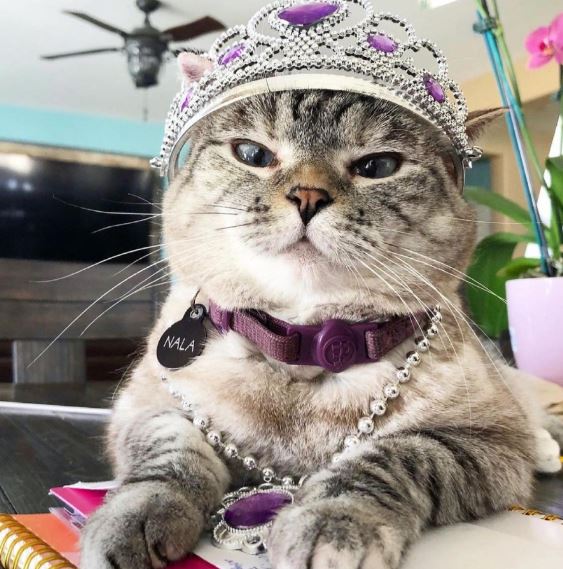 Какие животные самые богатые в мире? Какие животные самые богатые в мире?