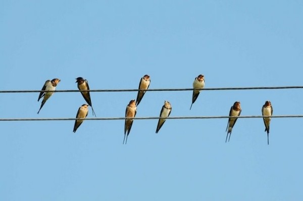 Почему птиц на проводах не бьет током: разбираемся в сути феномена Почему птиц на проводах не бьет током: разбираемся в сути феномена