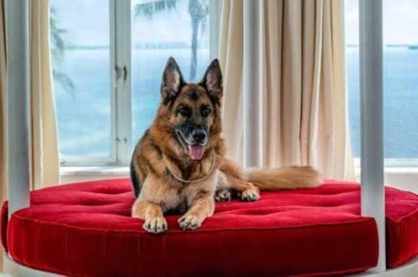 Какие животные самые богатые в мире? Какие животные самые богатые в мире?