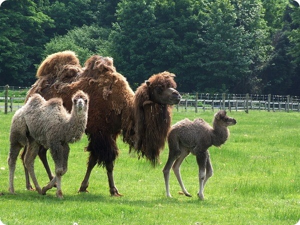 Сколько длится самая длинная беременность у животных Сколько длится самая длинная беременность у животных