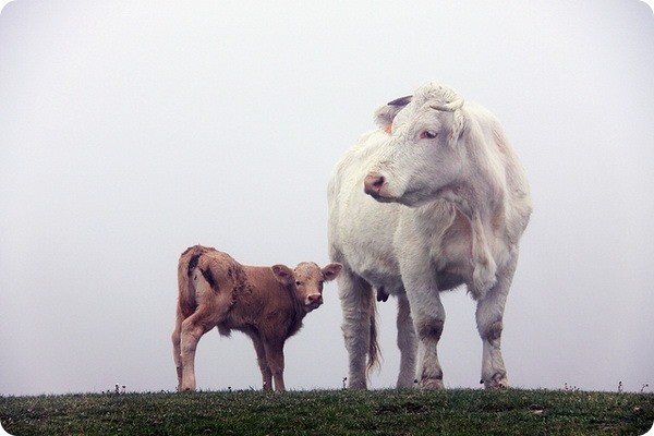 Сколько длится самая длинная беременность у животных Сколько длится самая длинная беременность у животных