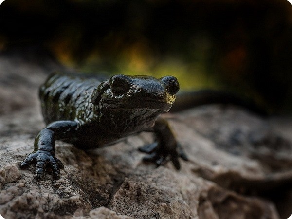 Сколько длится самая длинная беременность у животных Сколько длится самая длинная беременность у животных