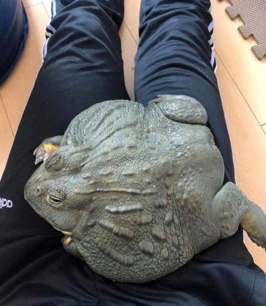 Размер имеет значение? Посмотрите на фото действительно больших животных