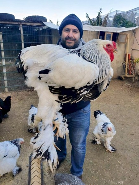 Размер имеет значение? Посмотрите на фото действительно больших животных