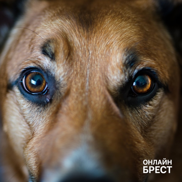 Действительно ли собаки дальтоники? Ответ